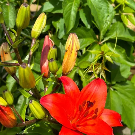 Tante Else Auszeit Auf Dem Lande Naehe Unesco Welterbe Inklusive Fahrraeder Apartmán Carpin