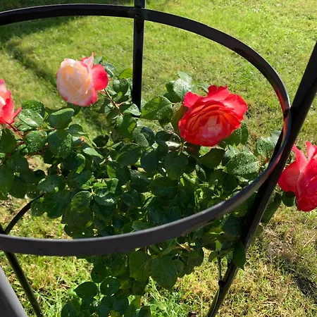 Daire Tante Else Auszeit Auf Dem Lande Naehe Unesco Welterbe Inklusive Fahrraeder Carpin