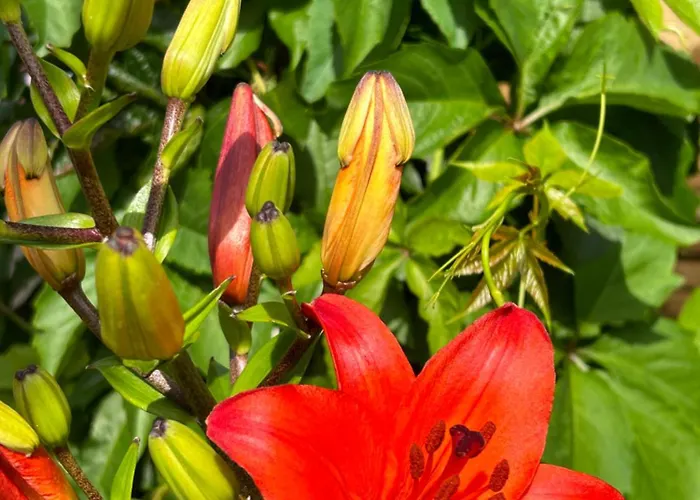 Tante Else Auszeit Auf Dem Lande Naehe Unesco Welterbe Inklusive Fahrraeder شقة Carpin